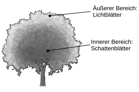Beschriftete Baumkrone mit äußerem Lichtblätter- und innerem Schattenblätter-Bereich.
